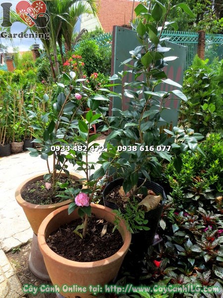 Cây Trà Mi Hoa Hồng (Cao 55cm – Ms: 17196)