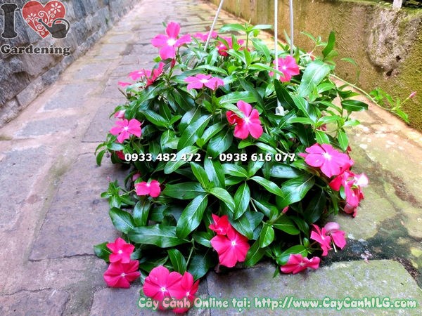 Cây Hoa Dừa Treo Màu Hồng Tươi (Ms: 17211)