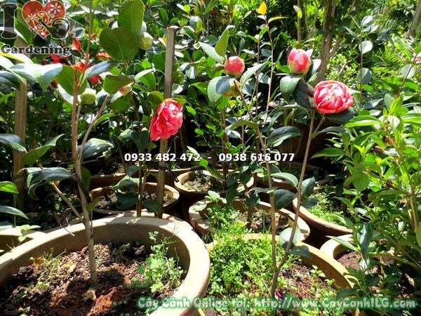 Cây Trà Mi Hoa Đỏ (Cao 55cm – Ms: 17197) 2