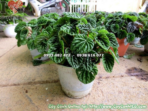 Cây Hạnh Tiên Thảo Xanh ( Ms: 17237)