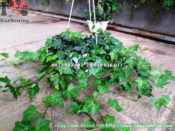 Cây Quế Chậu Treo Lớn (Ms: 17259)