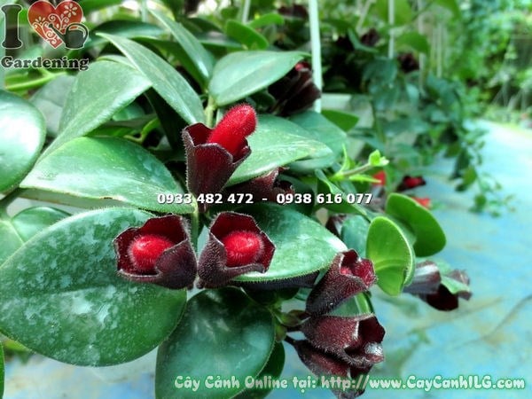 Cây Son Môi Lá Lớn Hoa Đỏ (Ms: 17261)