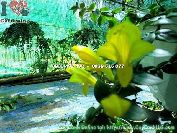 Cây Son Môi Lá Lớn Hoa Vàng (Ms: 17262)