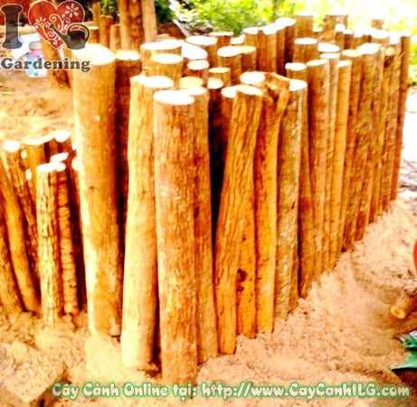 Cây Phôi Phát Tài Khúc ( Đường kính:4-12cm – Ms: 17296)