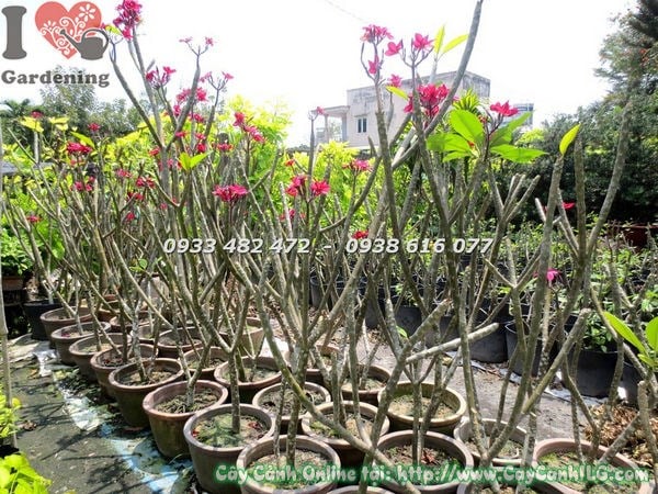 Cây Sứ Đại Hoa Đỏ (Cao 1m2 – Ms: 17480)
