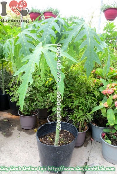 Cây Đu Đủ (Cao 1m – Ms: 17531)