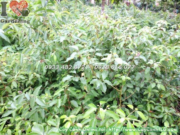 Cây Rã Hương (Cao 70cm – Ms: 18874)