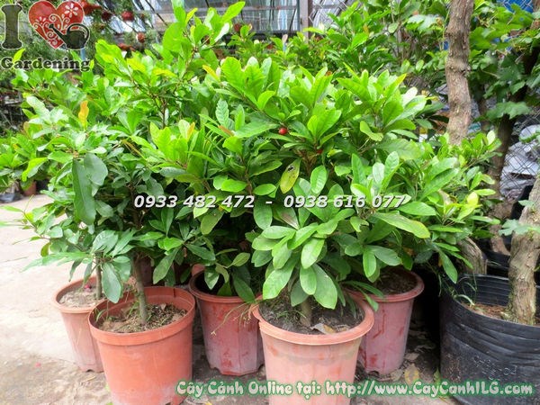 Cây Thần Kỳ (Cao 50cm – Ms:18359)