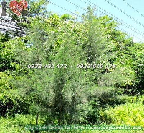 Cây Dương (Cao 4m – Ms: 18339)