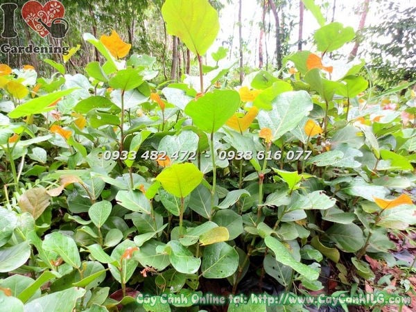 Cây Bàng Biển (Cao 50cm – Ms:18340)
