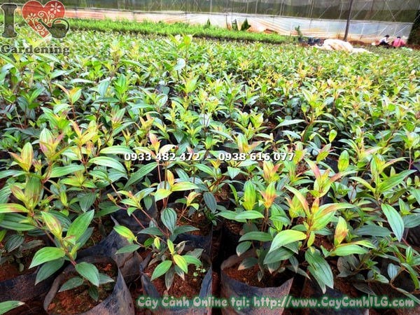 Cây Sim Tím Giống (Cao 35cm – Ms: 16202)