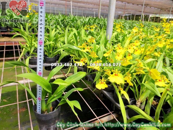 Cây Hoa Phong Lan Vũ Nữ (Cao 30cm – Ms:16211 )