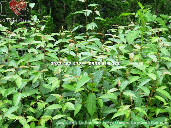 Cây Hoa Anh Đào Giống (Cao 60cm – Ms: 16240)