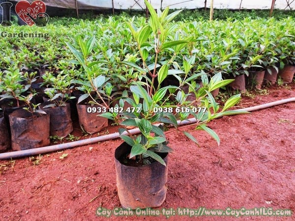 Cây Hoa Sim Thái Giống (Cao 35cm – Ms: 16203)