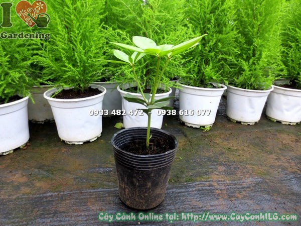 Cây Hoa Đỗ Quyên Úc Giống (Ms: 16243)