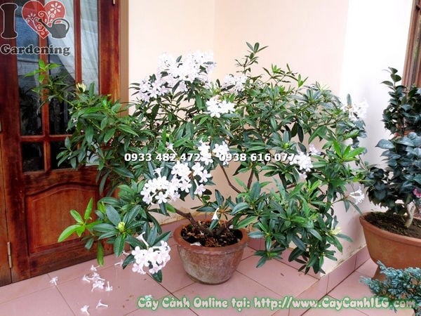 Cây Đỗ Quyên Úc Hoa Trắng (Cao 1m1 – Ms: 16244)