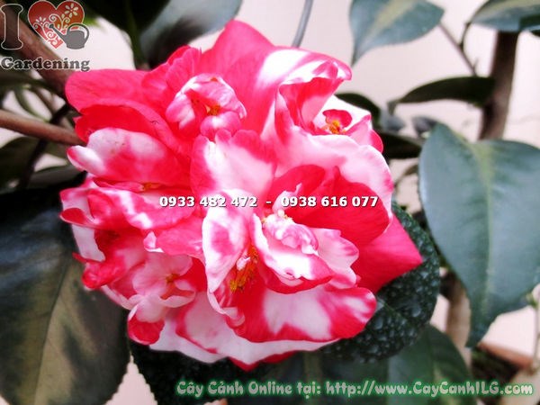 Cây Trà Mi Đỏ Trắng Đẹp (Cao 80cm – Ms: 16287)