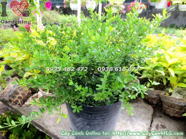 Cây Linh Sam Lá Nhỏ Hoa Tím (Cao 50cm – Ms:18950 )
