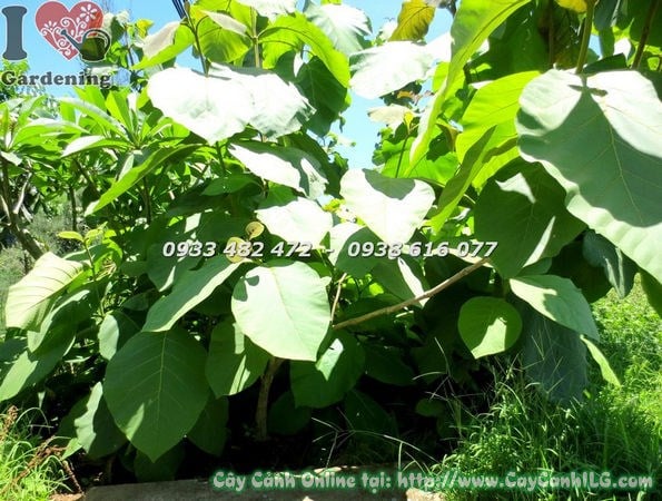 Cây Tếch (Cao 1m4 – Ms: 18962)