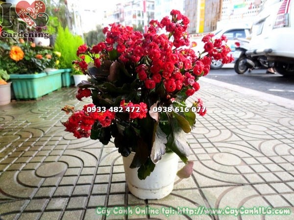 Cây Sống Đời Kép Hoa Đỏ Giống Mới (Cao 20cm – Ms: 14564)