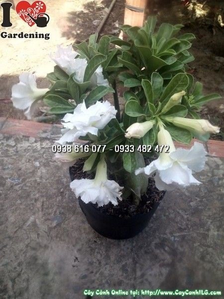 Cây sứ thái trắng cánh kép (Cao 20cm – Ms: 24907)