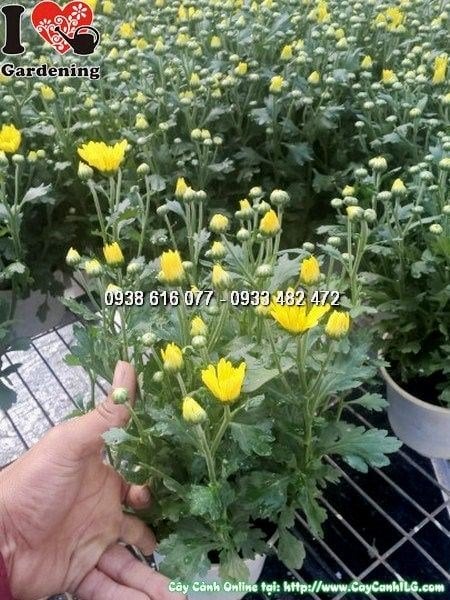 Cây Hoa Cúc Pha Lê Vàng (Cao 30cm – Ms: 24932)