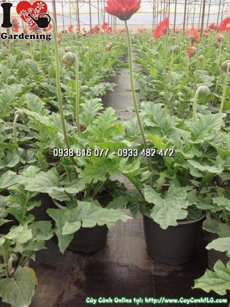 Cây Hoa Đồng Tiền Đỏ (Cao 30cm – Ms: 24935)