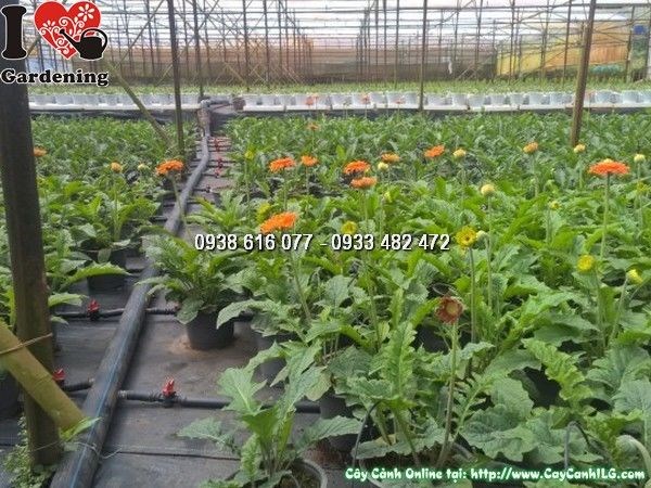 Cây Hoa Đồng Tiền Cam (Cao 30cm – Ms: 24938)