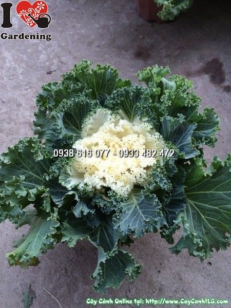 Cây Bắp Cải Cảnh (Ms: 24990)