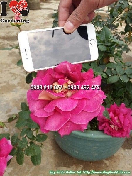 Cây Hoa Hồng Bông Lớn (Ms: 25079)
