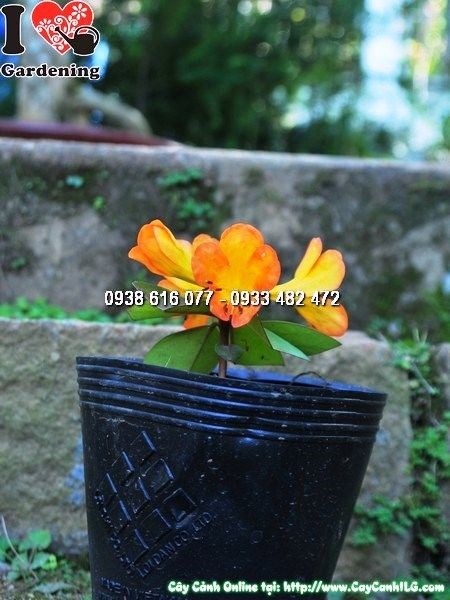 Cây Hoa Đỗ Quyên Úc Giống (Cao 10cm – Ms: 25141)