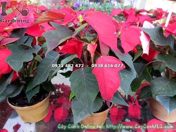 Cây Trạng Nguyên Chậu Nâu (Cao 20cm – Ms:15662 )