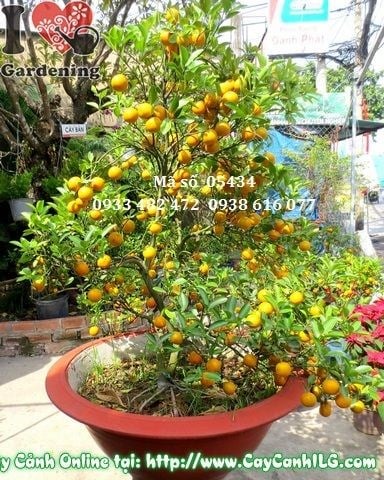 Cây Tắc Hà Nội (Cao: 1.5m – Ms: 05434)