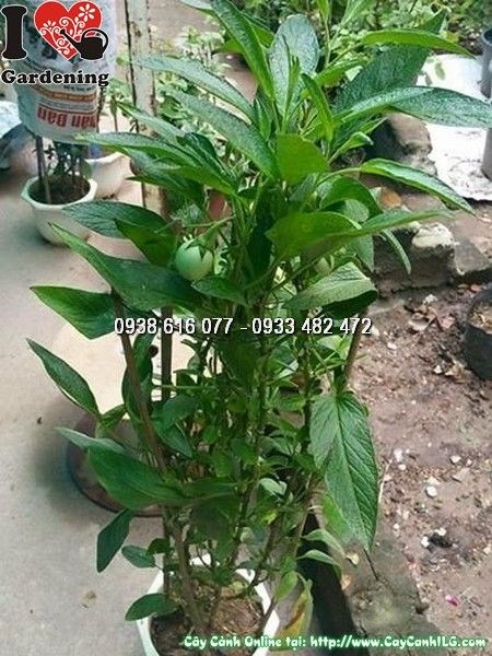 Cây Dưa Pepino (Ms: 25425)