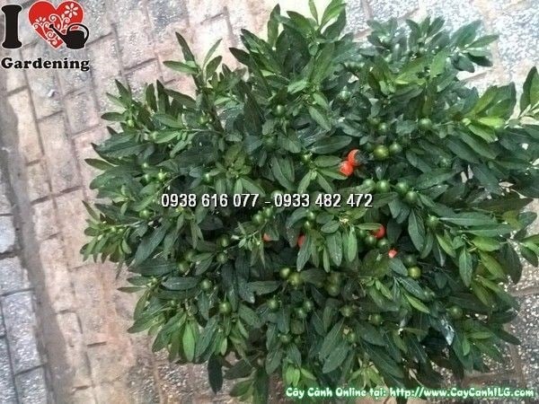 Cây Ớt Bi Bụi Lớn (Ms: 25435)