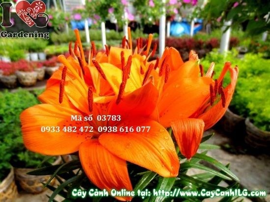 Cây Hoa Ly Lá Nhỏ (Cao 30cm – Ms: 03783)