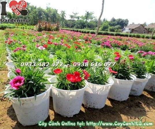 Cây Hoa Cẩm Chướng Tết ( Cao 25cm – Ms: 19141)
