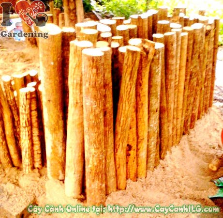 Cây Phôi Phát Tài Khúc( Đường Kính 10-35cm – Ms: 17297)