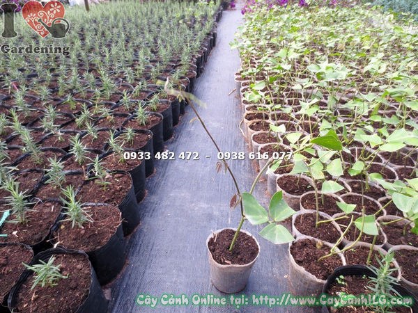 Cây Móng Cọp Xanh Giống (cao 20cm – Ms: 17338)