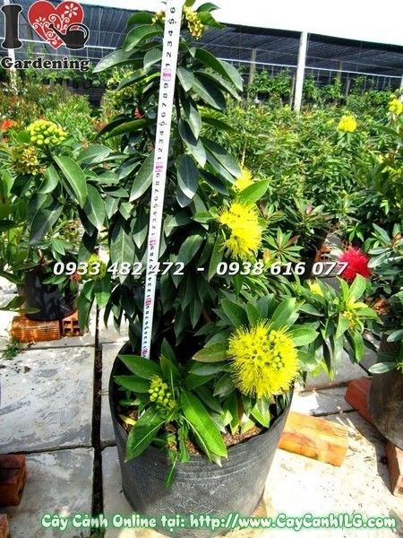 Cây Mai Thái Vàng ( Cao 65cm – Ms: 19307)