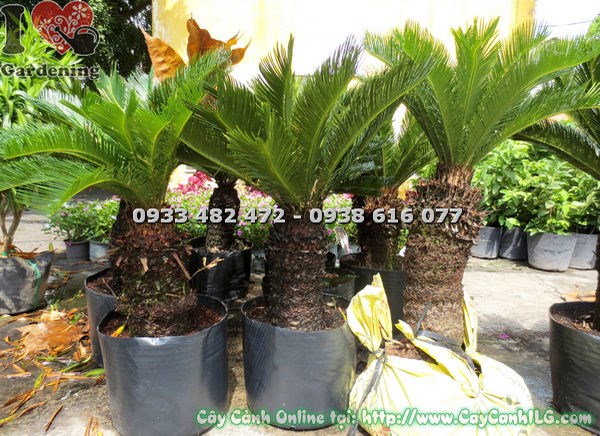 Cây Thiên Tuế (Lóng 3 tấc – Ms: 18683)