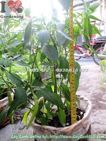 Cây Ớt Cảnh (Cao 30cm – Ms: 18691)