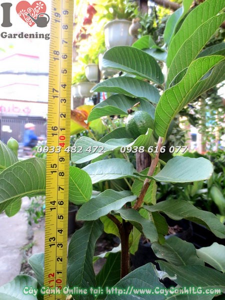 Cây Ổi Trái Lớn Có Hoa Và Trái (Cao 50cm – Ms: 18693)