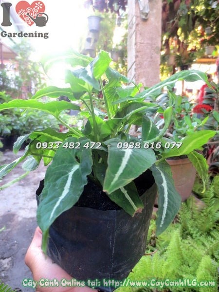 Cây Trầu Bà Xanh Sọc Trắng (Cao 20cm – Ms: 18694)