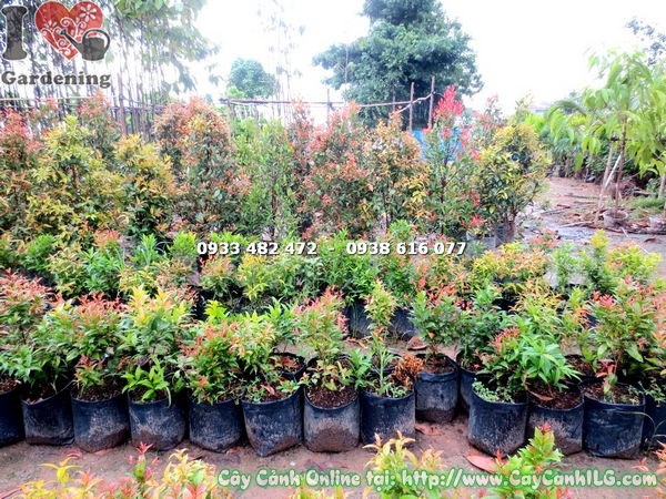 Cây Hồng Lộc Các Loại ( Ms: 18732)