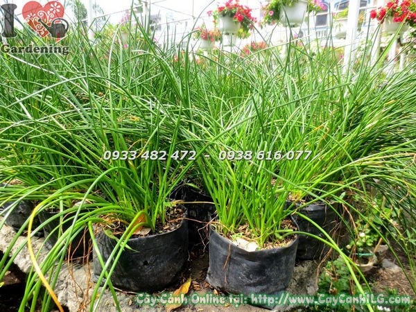 Cây Cỏ Hẹ (Cao 20cm – Ms: 18737)