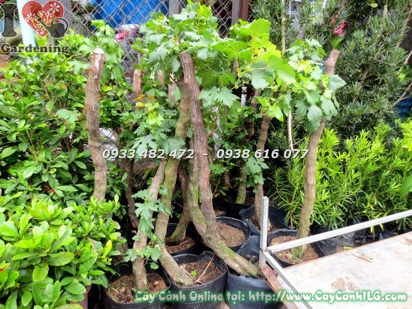 Cây Nho Trái Gốc Lớn ( Ms: 18738)