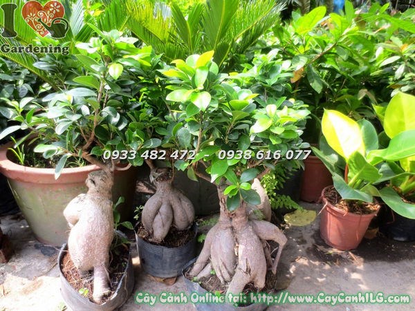 Cây Si Củ Sâm (Cao 40cm – Ms:18739 )