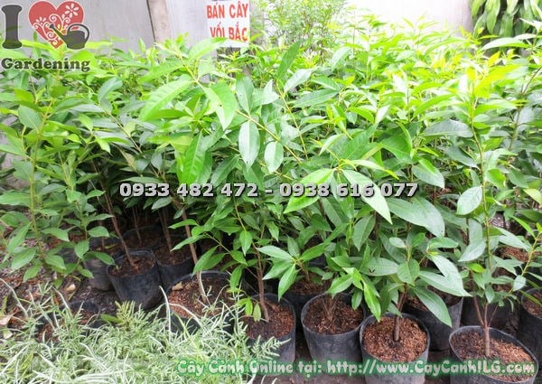 Cây Vối Bắc (Cao 60cm – Ms: 18789)