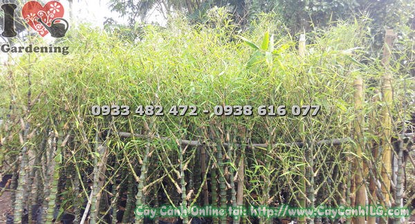 Cây Trúc Quan Âm Lớn (Cao 1m6 – Ms: 18791)